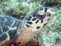 One of my favorites, the Hawksbill Turtle by Lora Tucker 